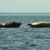 Wildlife sea lions