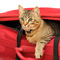 Cat in suitcase heading to the San Juan Islands