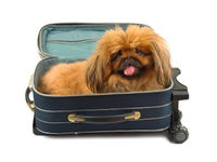 Dog in suitcase heading to the San Juan Islands