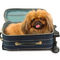 Dog in suitcase heading to the San Juan Islands