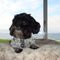 "Orbit" a Shih Poo living in Anacortes